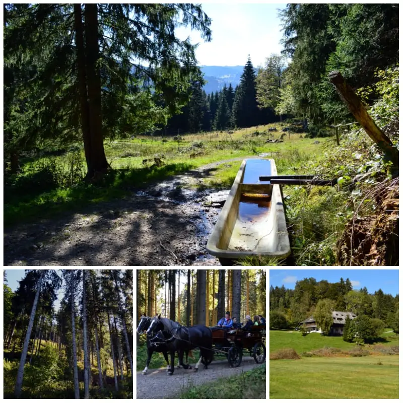 Lake Titisee Black Forest Day Trip, Scenic hike from Lake Titisee to Hinterzarten